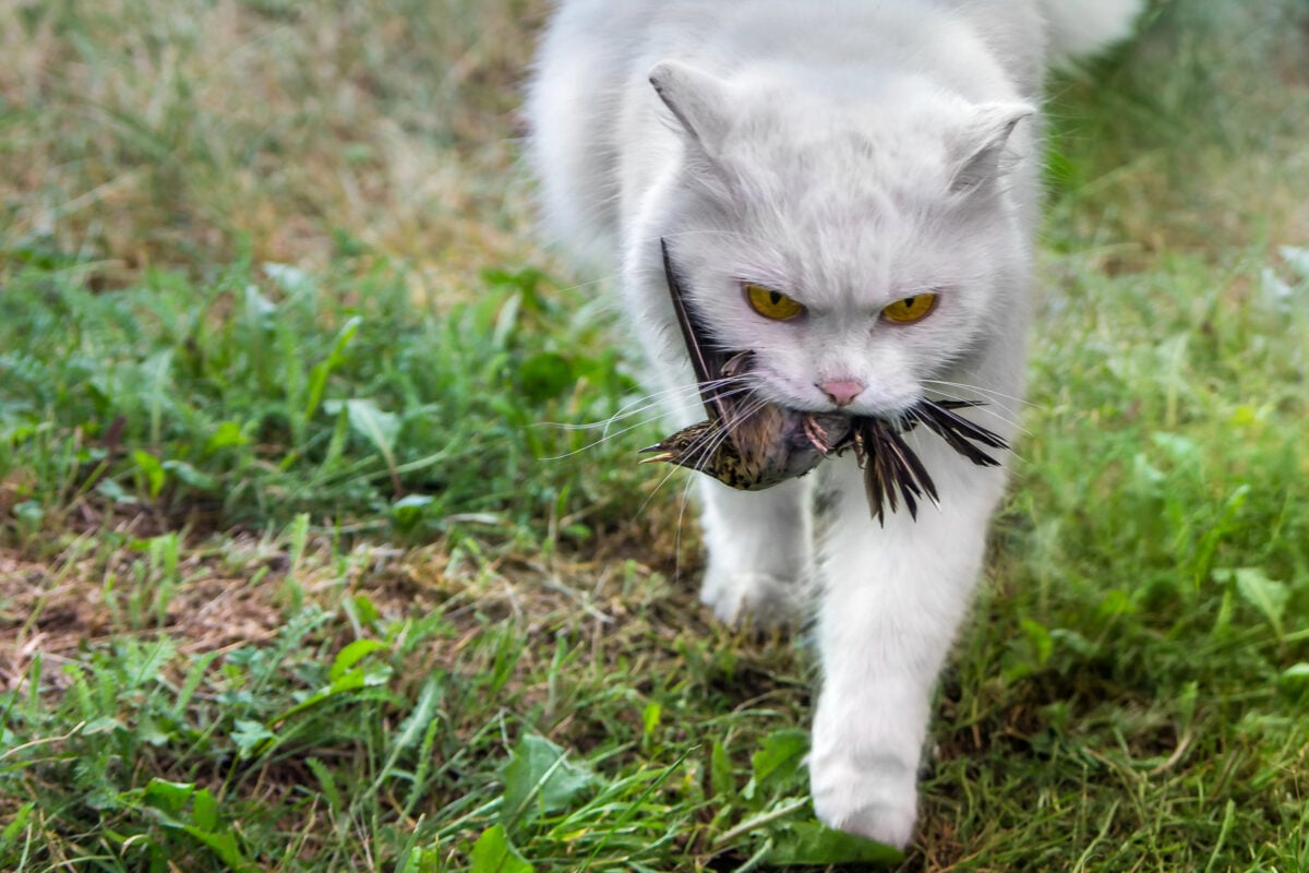 White cat caught a bird, hunter with prey