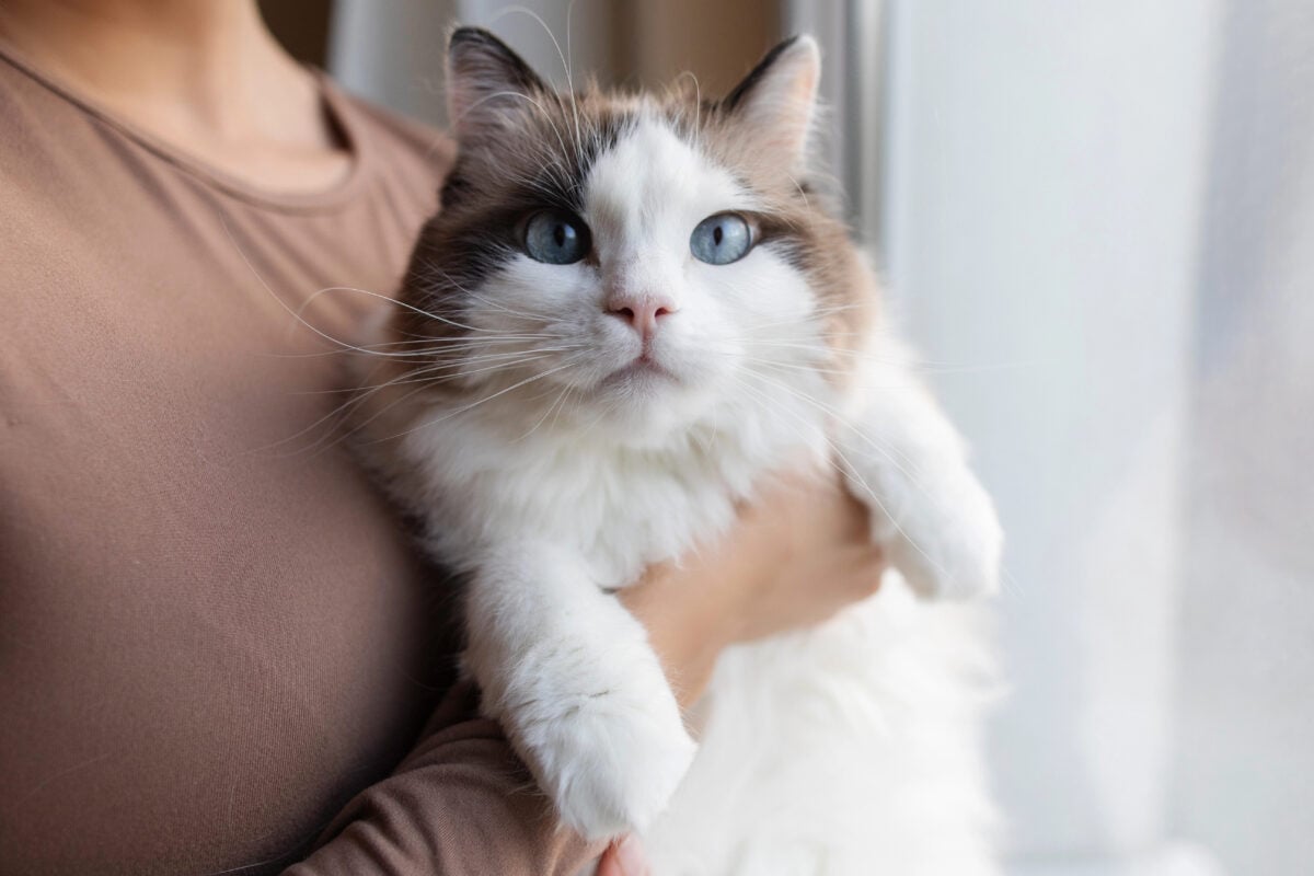 Woman holding her relaxed Ragdoll cat.