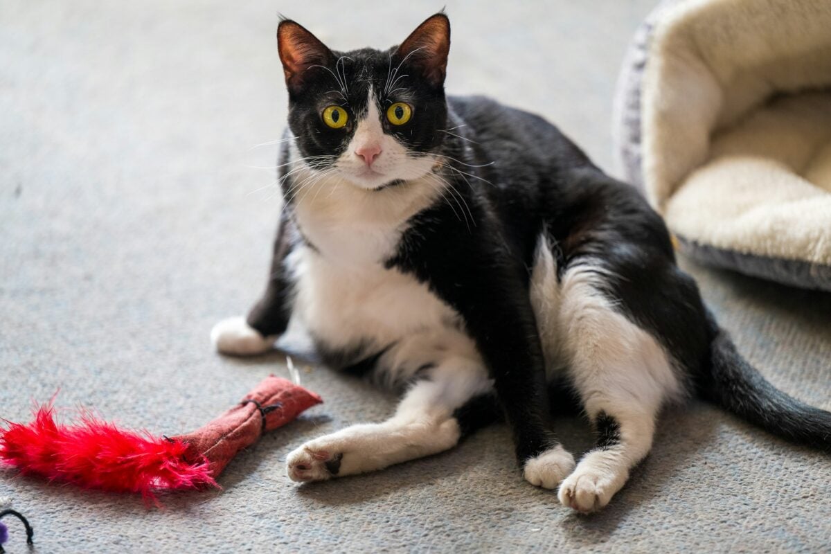 Black and white cat proud of his red feather toy.