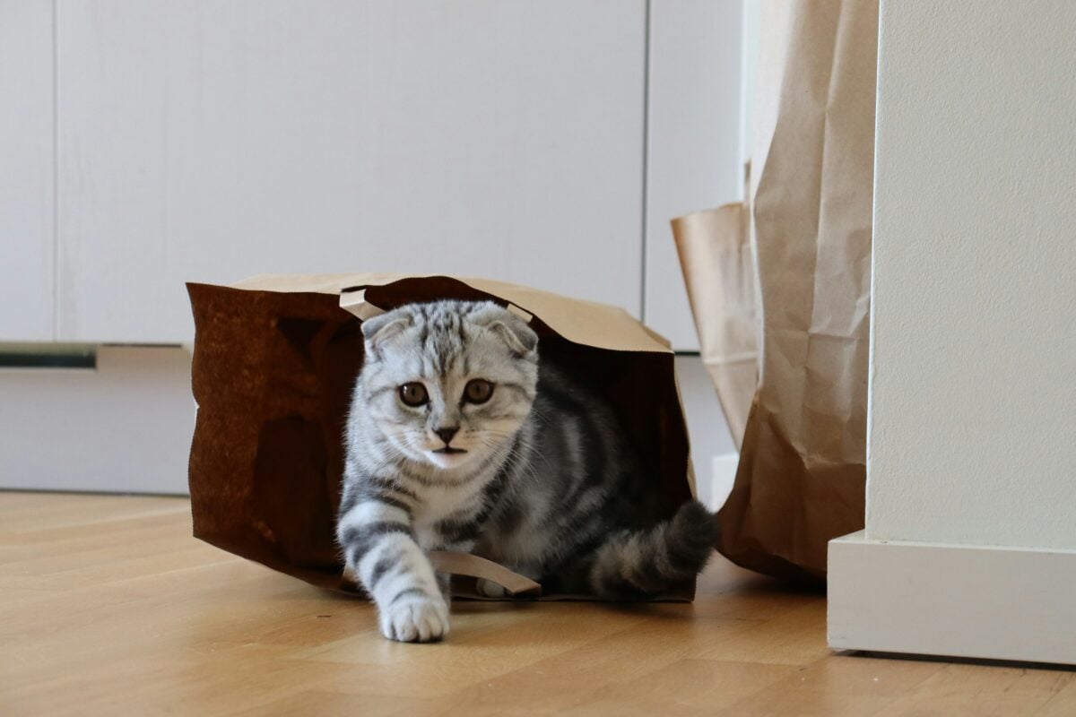 Striped cat in a paper bag