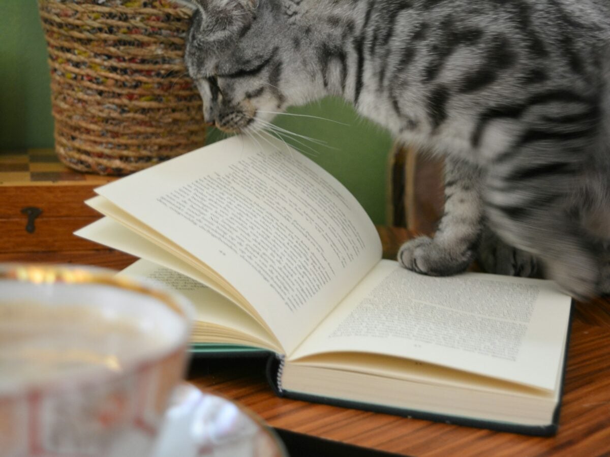 Gray striped cat sitting on an open book. 