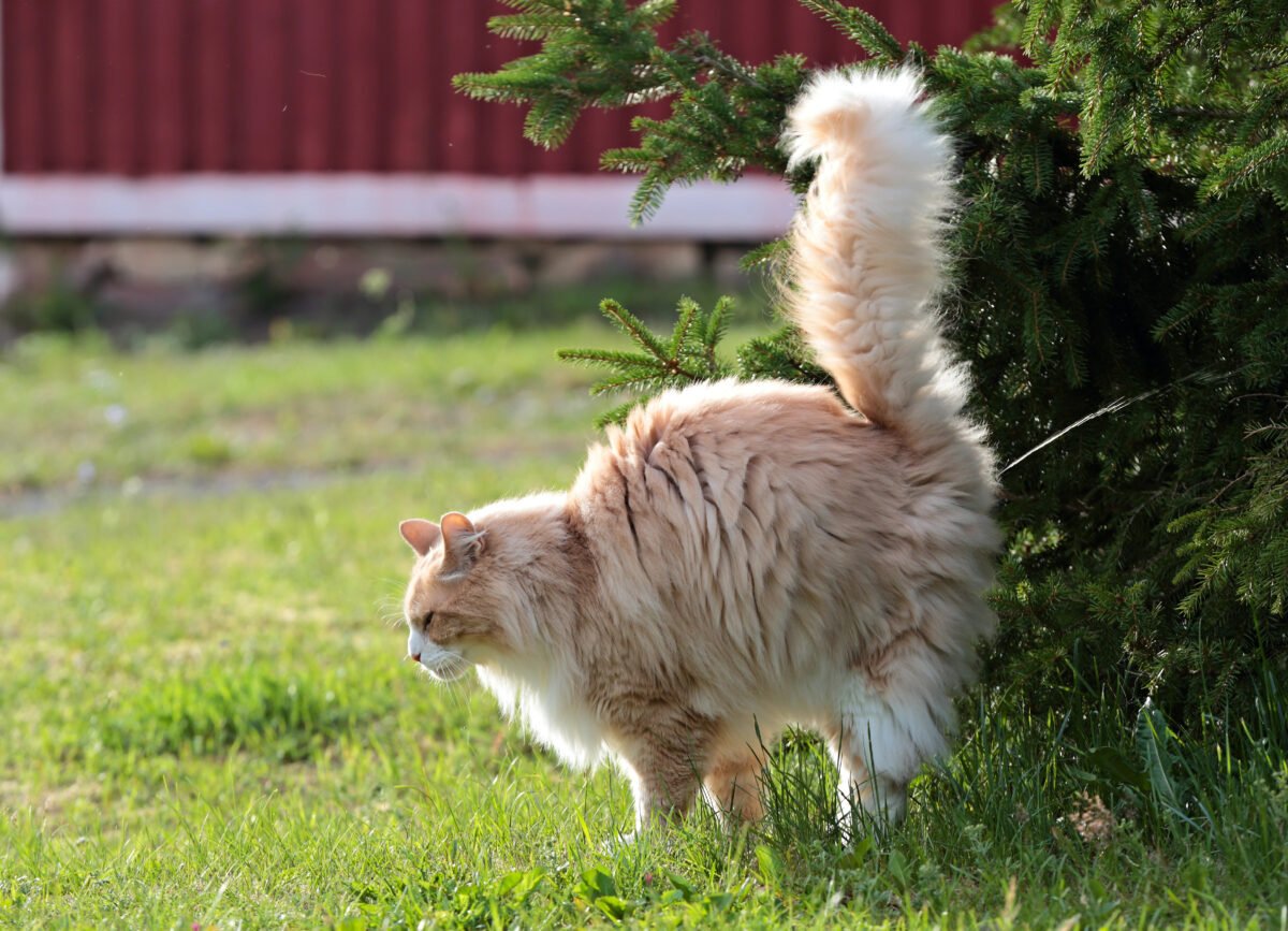 A norwegian forest cat male marking its territory