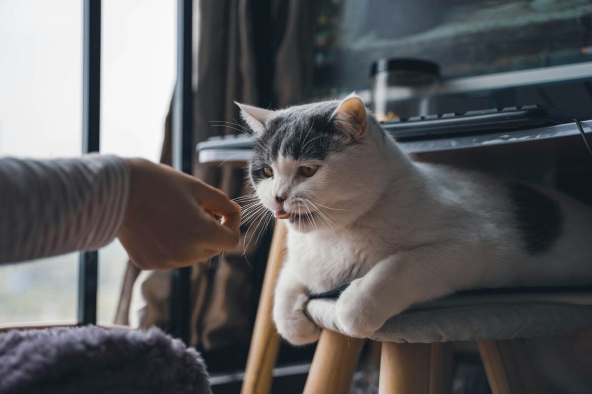 Person offering a cat a treat