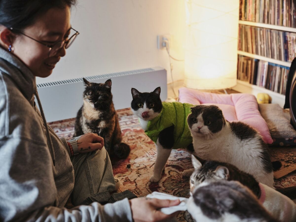 Person with several cats around them