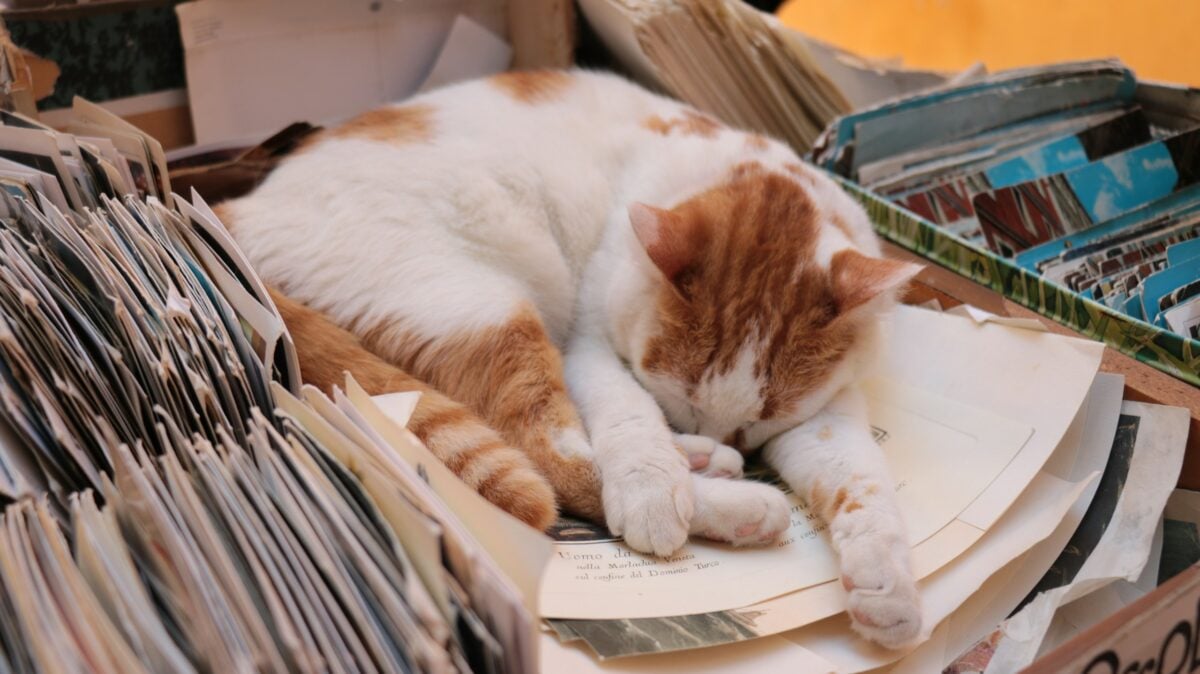 Cat sleeping on a pile of papers. 