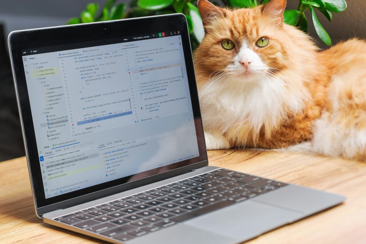 Orange and white cat looking at a laptop. 