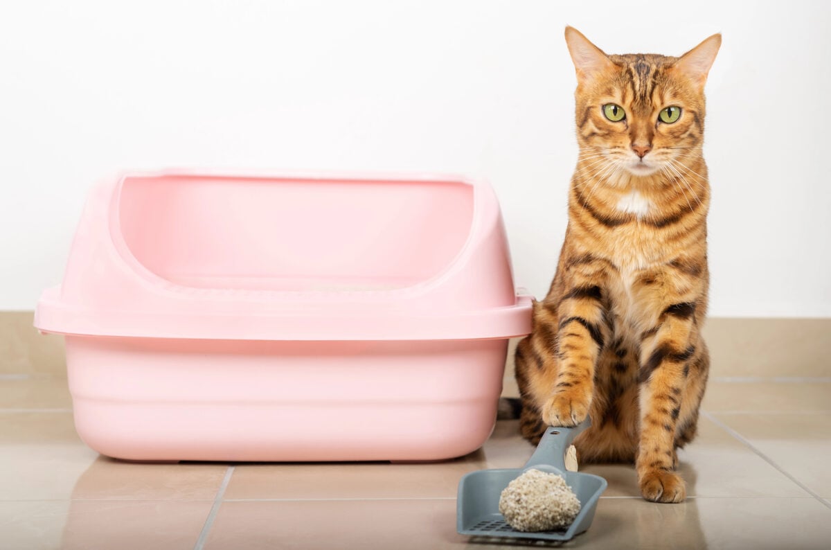 Bengal cat cleans the cat's litter box at home with a dustpan.