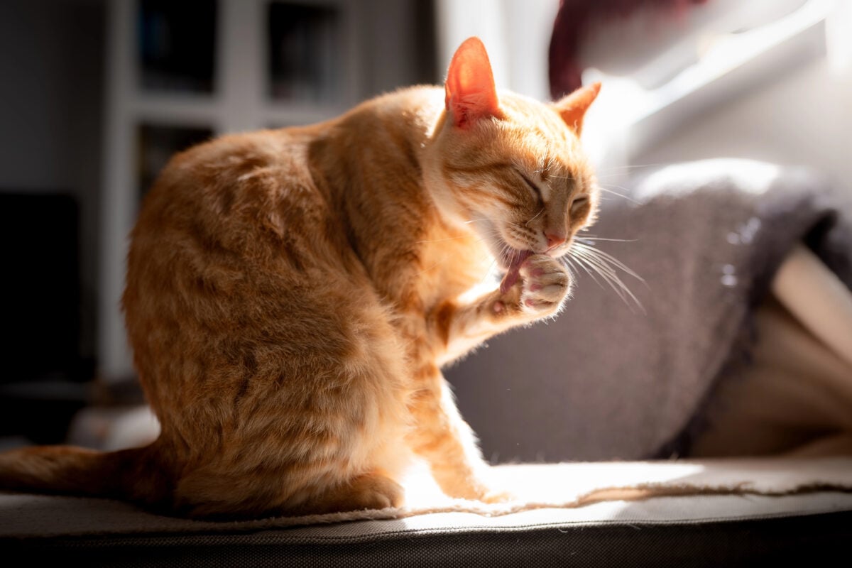Brown tabby cat illuminated by the light of the window, licks his paw