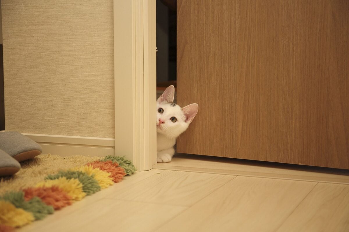 cat, animal, kitten, pet, cute, nature, eyes, whiskers, peek, door, brown cat, brown door