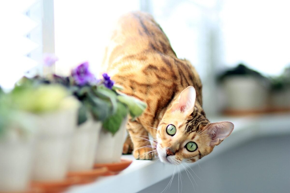 cat, bengali, on the windowsill, pet, animal, bengal