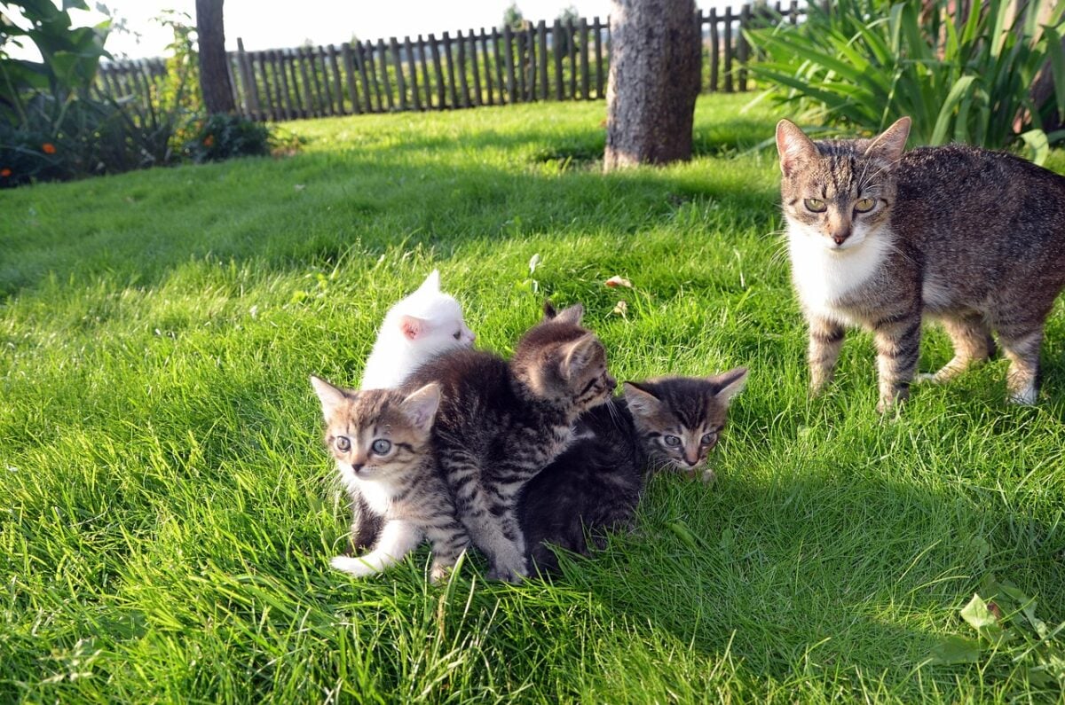 cat, family, pet, love, happy, animal, young, cute, mother, together, child, fun, portrait, kitten, kitty, nature, life, little, care, playing, green love, green happy, green life, green portrait, green pets, green care, green happiness, green fun, green together