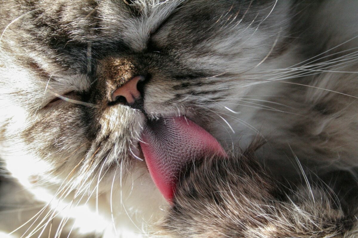 Cat Grooming Close-Up. A close-up of a cat grooming itself, focusing on the texture of its tongue as it cleans its fur. The soft light highlights the delicate details of the cat's face, evoking a sense of comfort and tranquility.