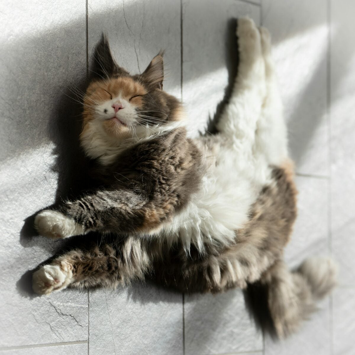 Cat relaxed twisted