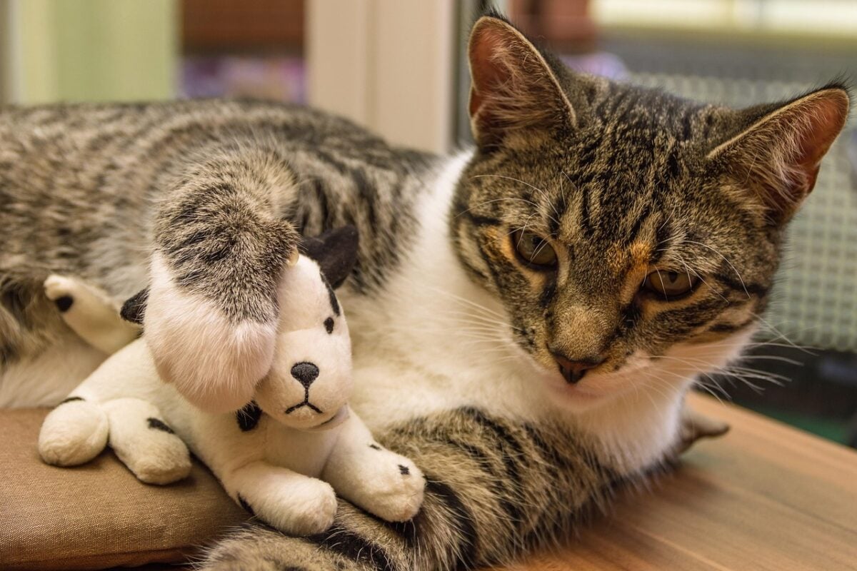 cat, toy, plush dog, european shorthair, race, breed cat, small, lying, mackerel, pet, kitten, domestic cat, domestic animal, cute, animal, puss, cat baby, cat face, playful, eyes, fur, cub, cat portrait, view