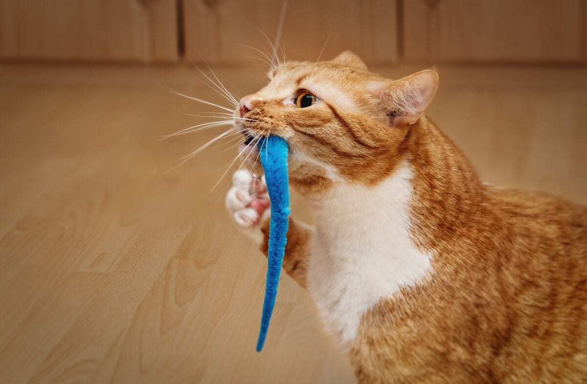 cat, toy, to play, domestic cat, apartment cat, pet, employment, domestic animal, fun, cute, red white, whiskers, boredom, animal, cat angel, hold tight, cat employment, cat toy, hunting instinct, pastime, playful