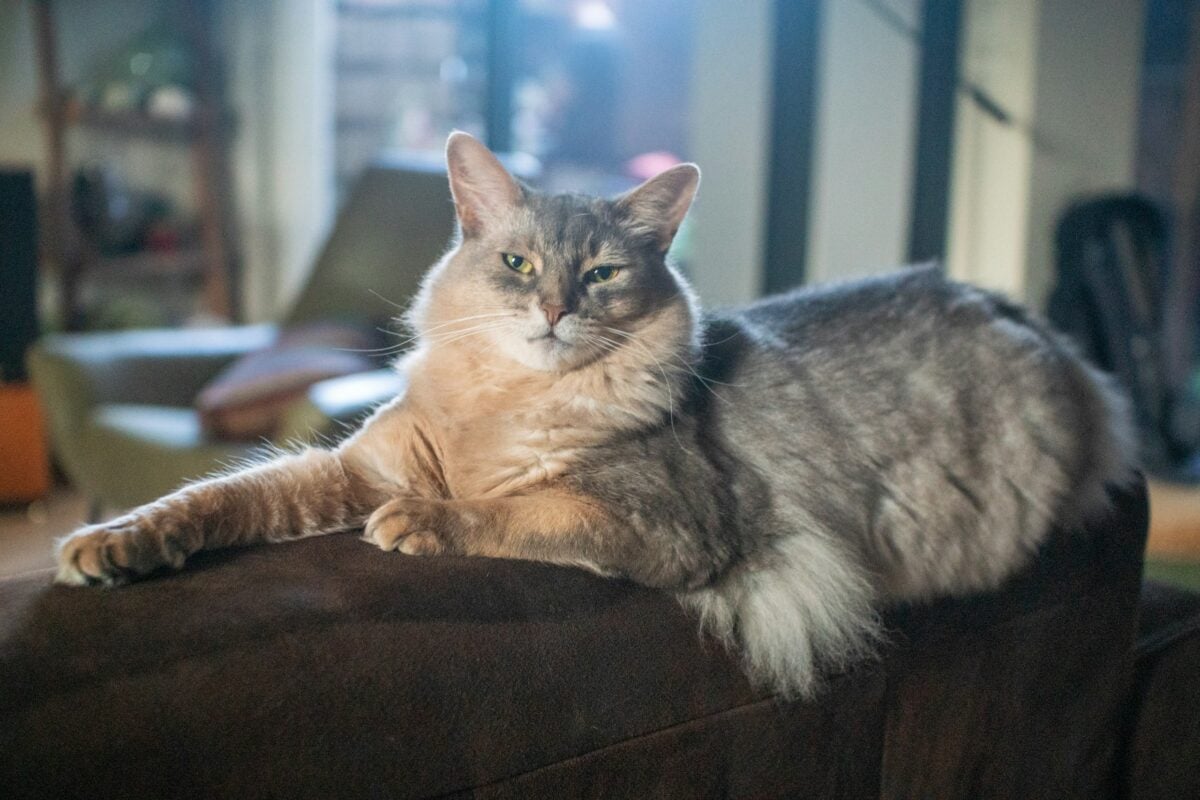 Cat sitting on a couch
