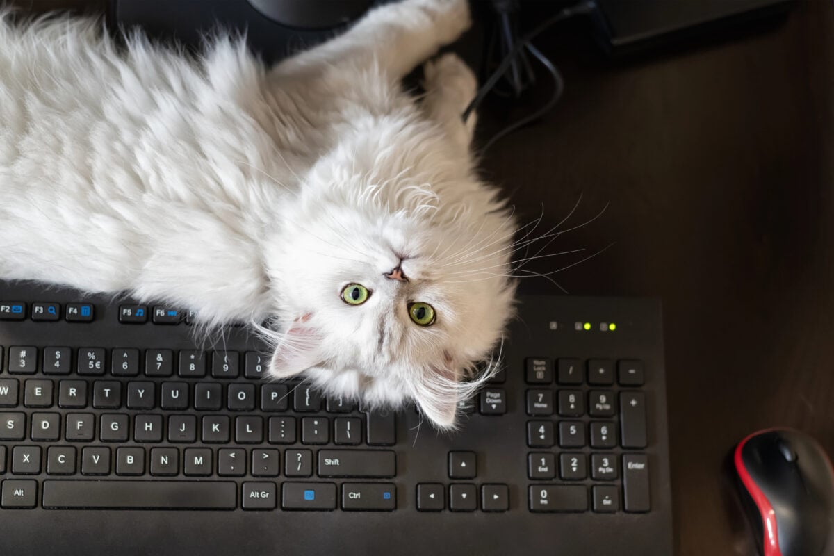 Closeup view of white persian chinchilla cat lying over black computer keyboard