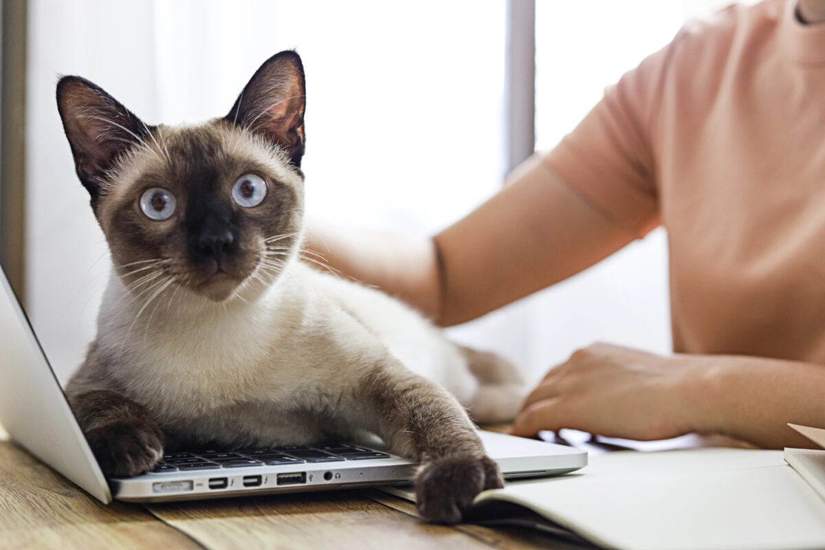 cat sitting on open laptop.