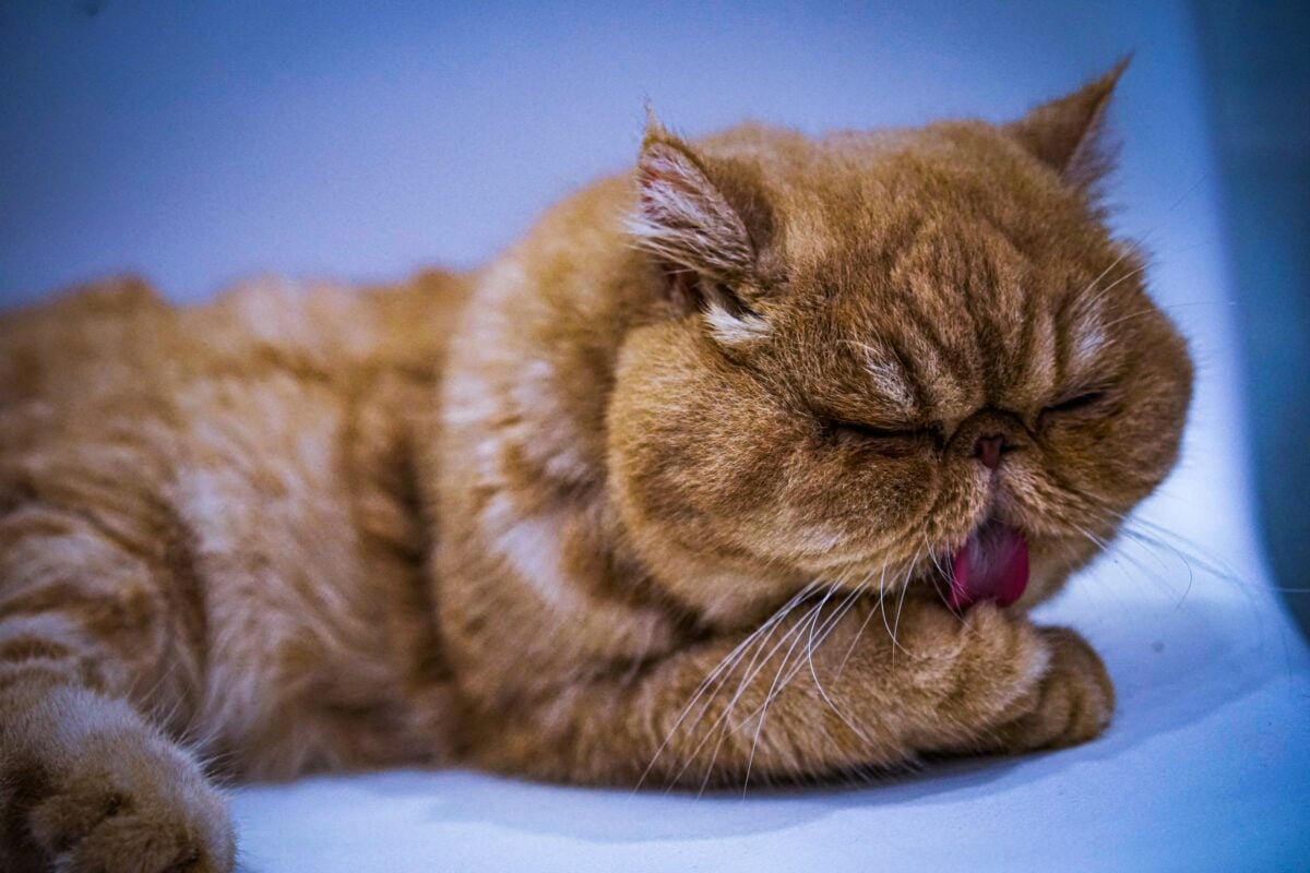 Exotic Shorthair