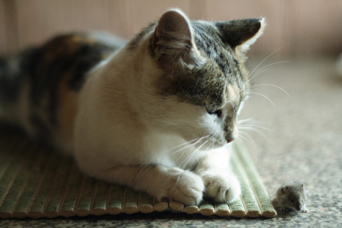 A proud cat sitting beside a “gift” mouse on the floor, looking pleased with itself.