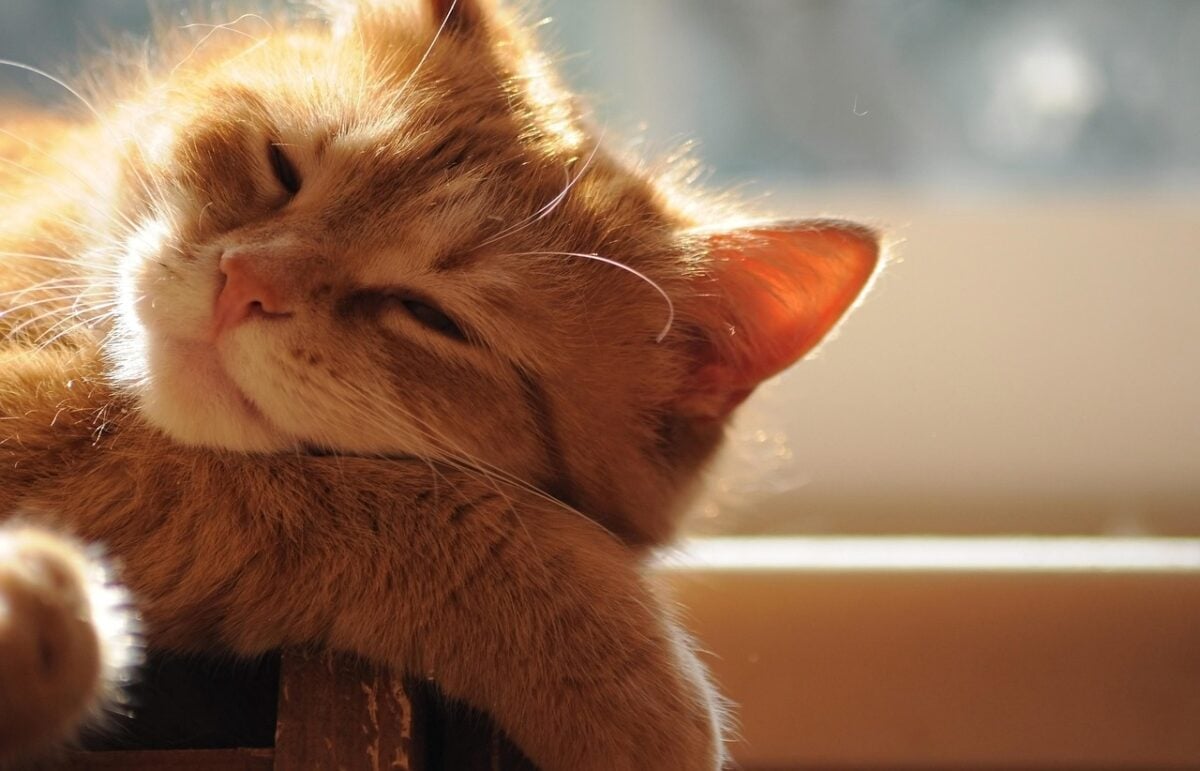 ginger, cat, bask, in the sun, pet, sleep, animal, sweet, dream
