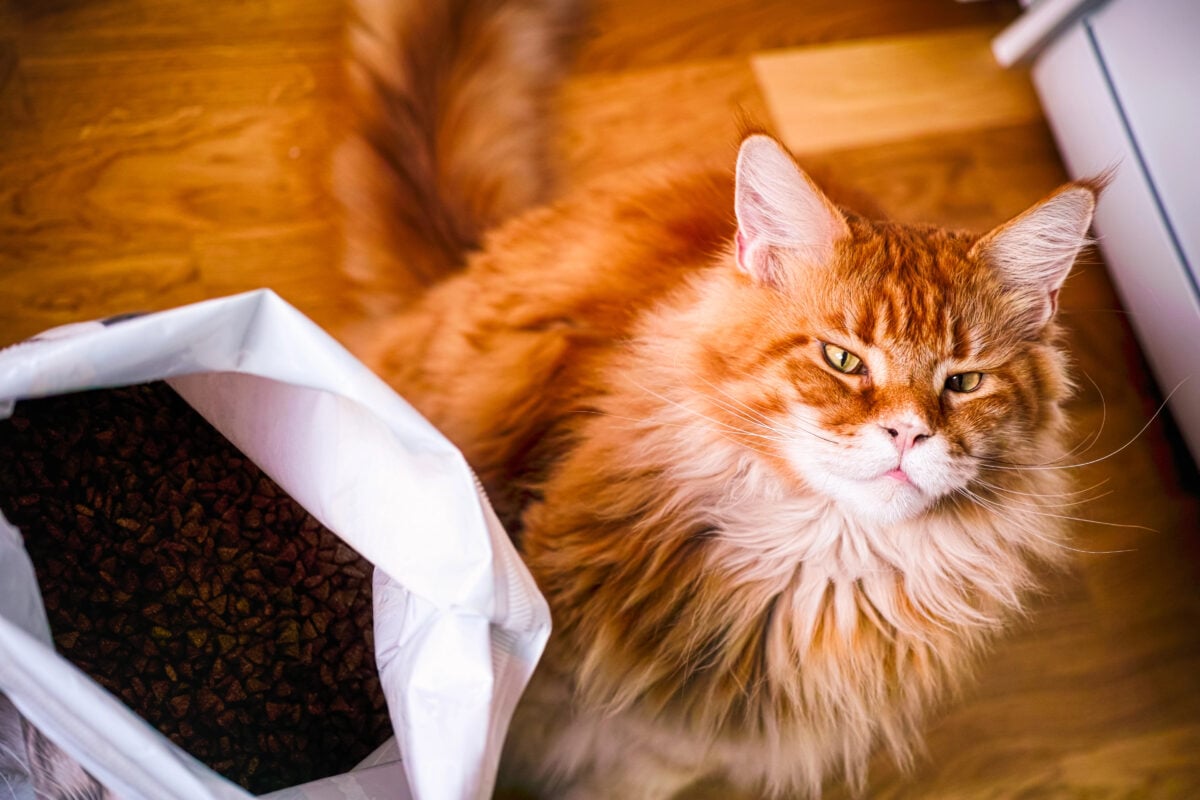Ginger Maine Coon cat sitting near big pack of cat food.