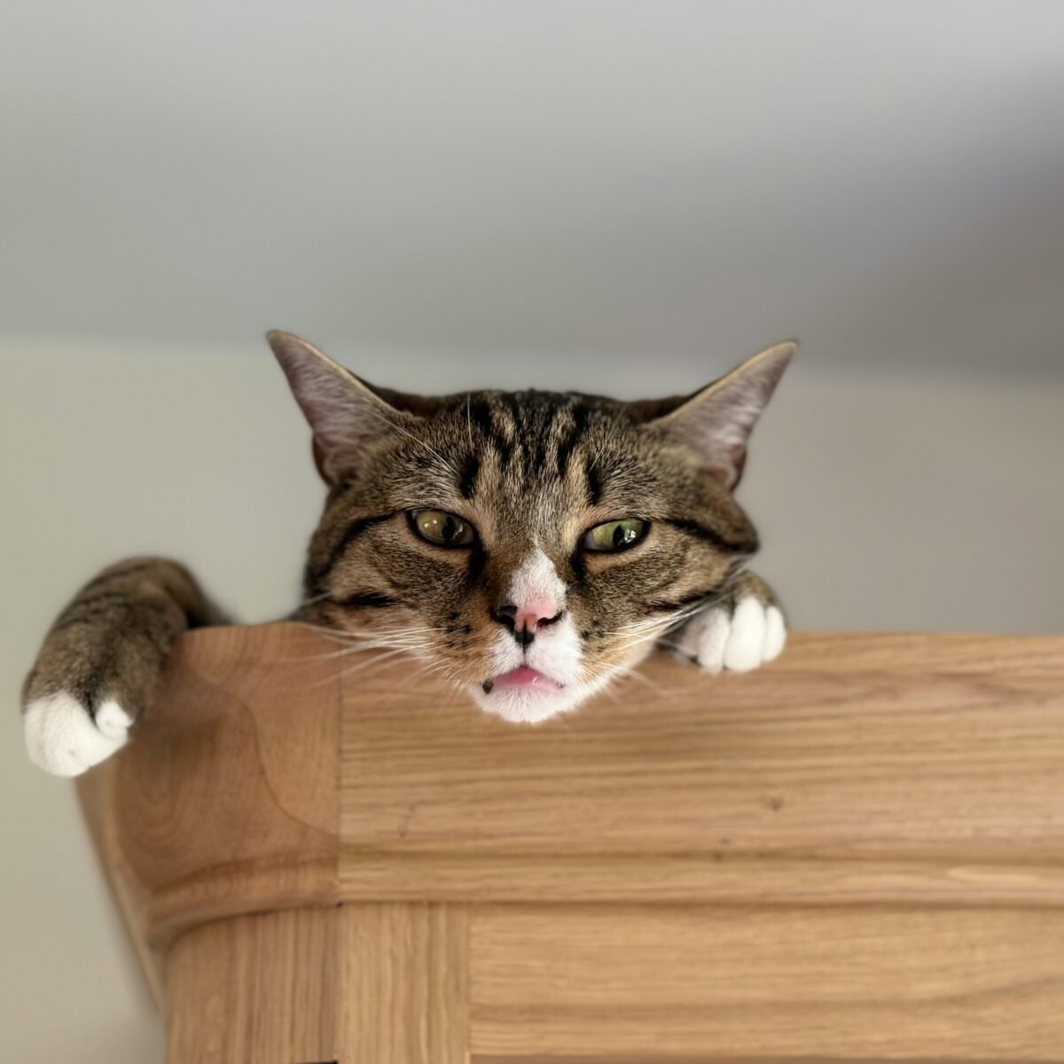 cat on top of shelf