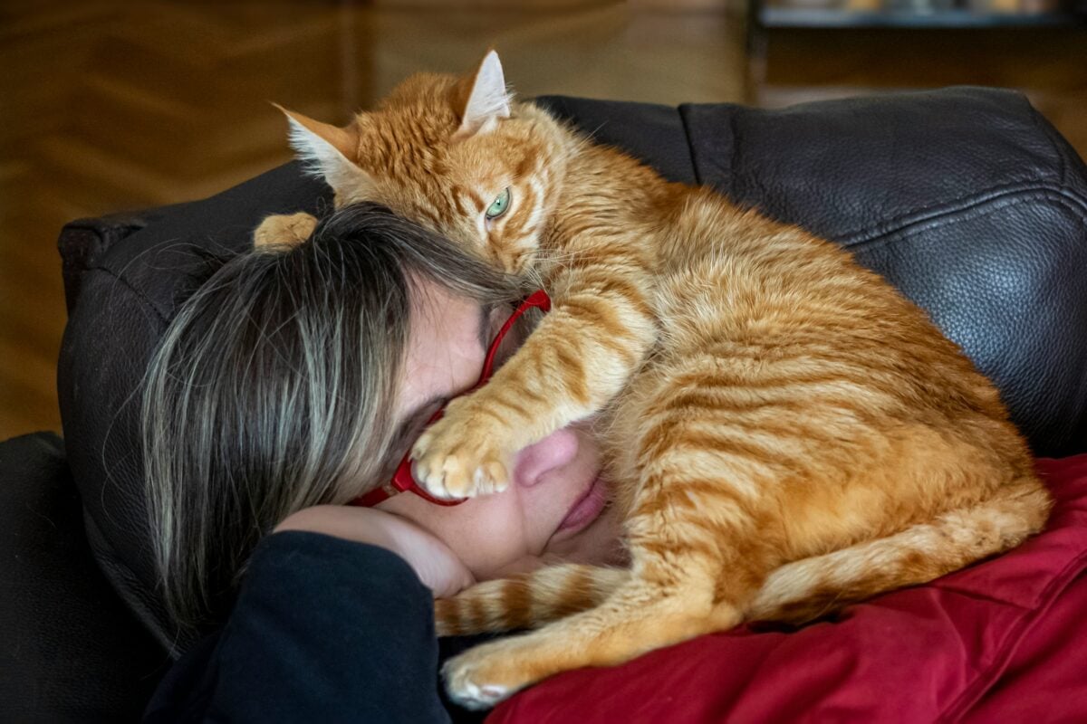 cat cuddling a person's face