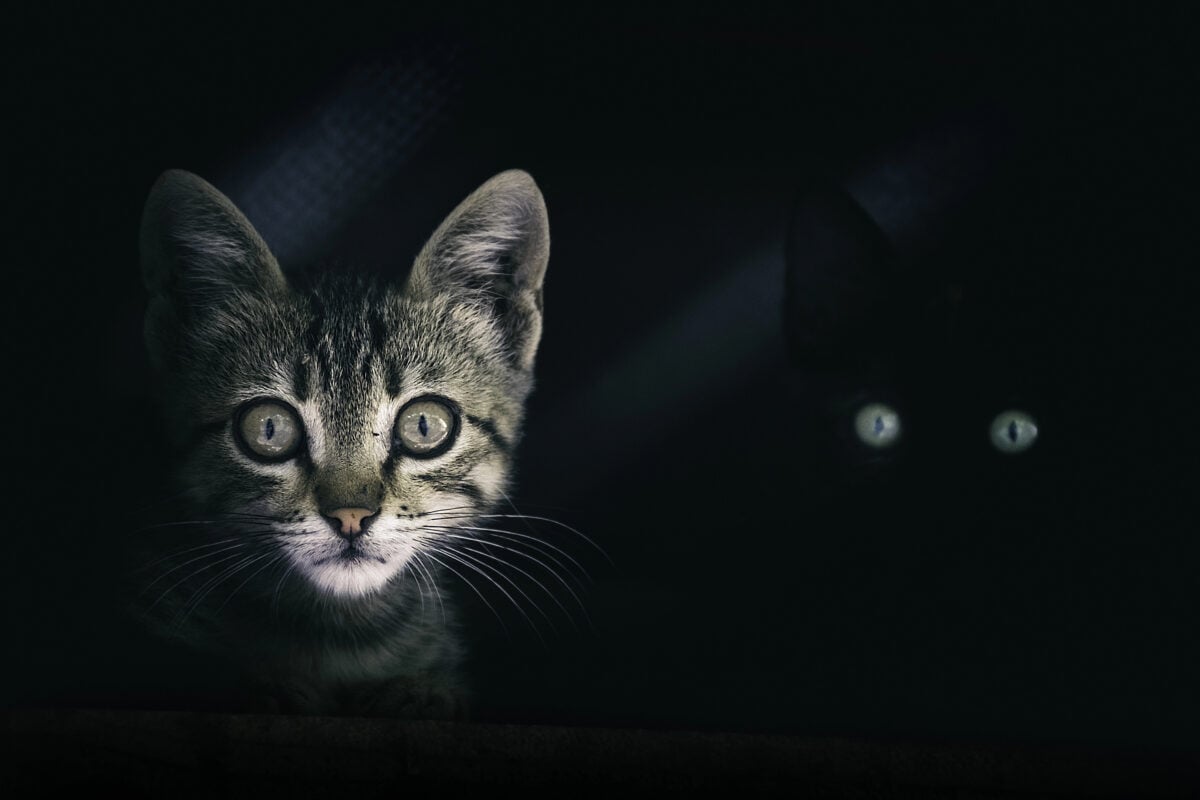 Mysterious cat eyes in the dark