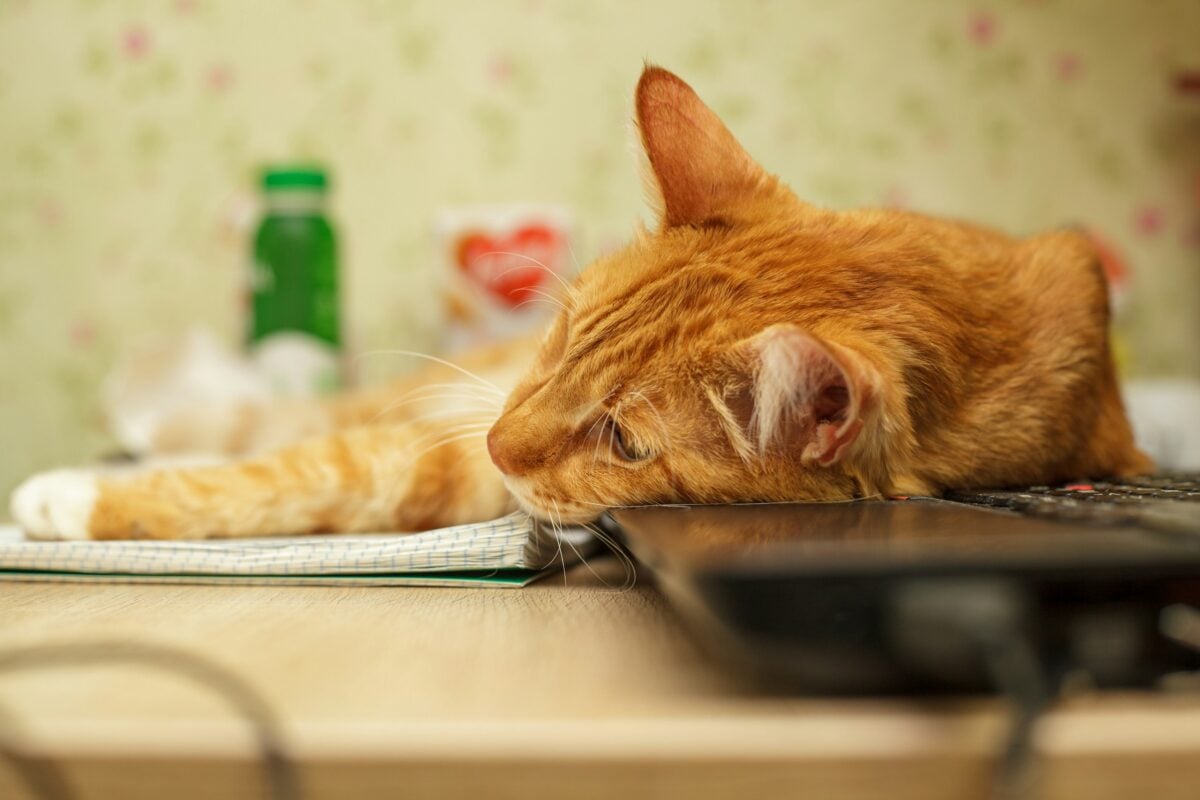 Old furry sphinx cat (yes!) laying on the work table