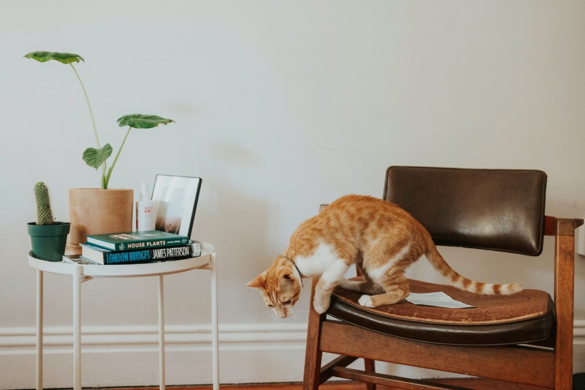 Cat jumping off a chair