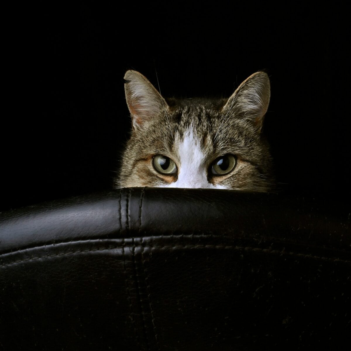 Cat's eyes staring over a couch right at you.