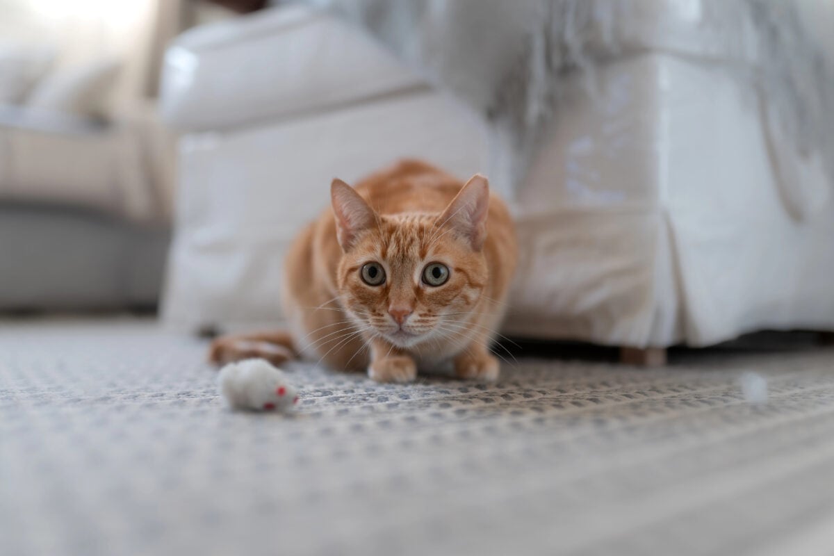 tabby cat with green eyes and dilated pupils, crouches in attack position. In front is a toy mouse