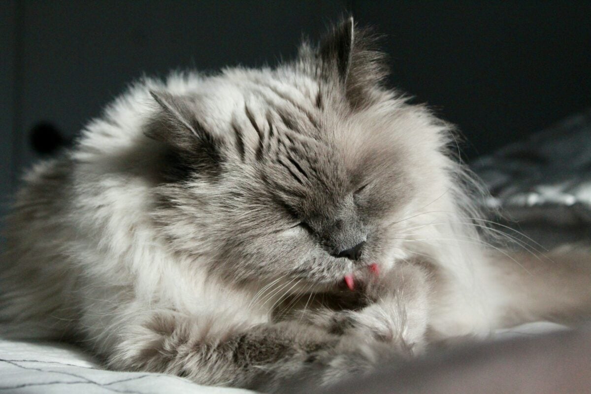 Gray cat licking paw