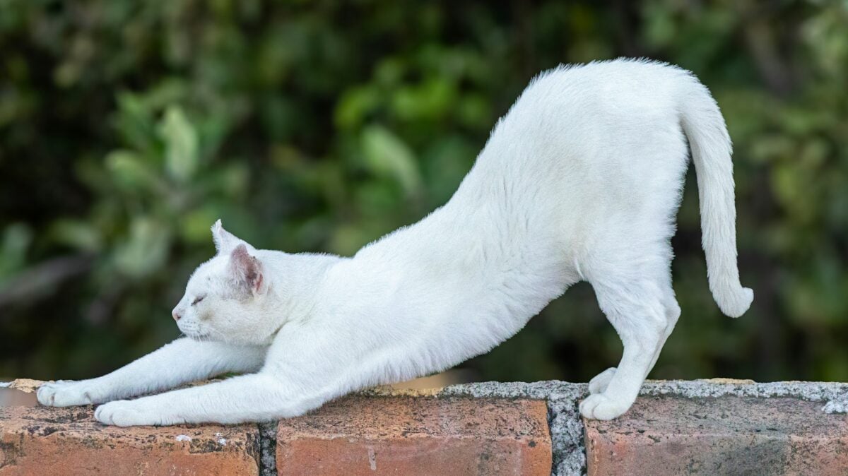 White Cat with back end raised up