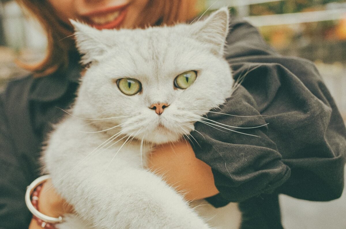 White cat with yellow eyes being held by a person