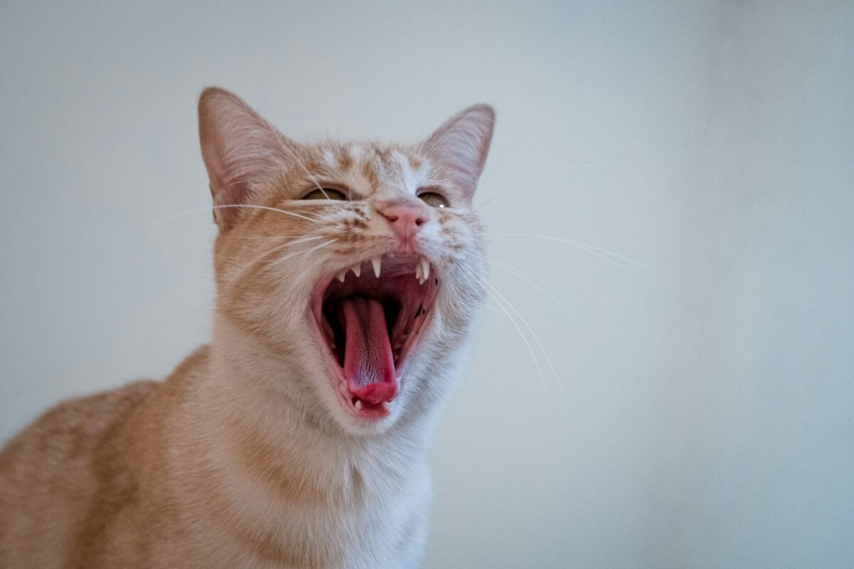 A big cat roar where you can see the incredible texture in its tongue.