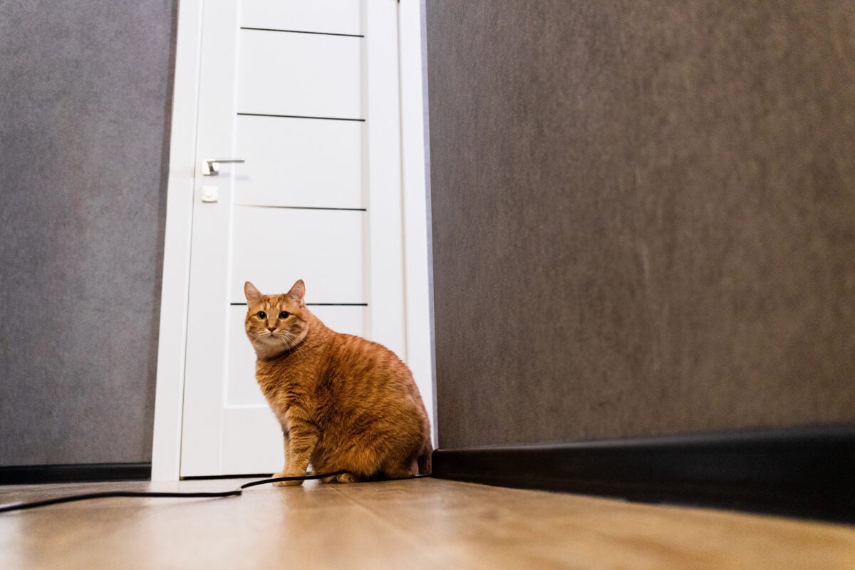 A fluffy orange tabby cat with a plump body sits on a wooden floor next to a modern white door, waiting patiently