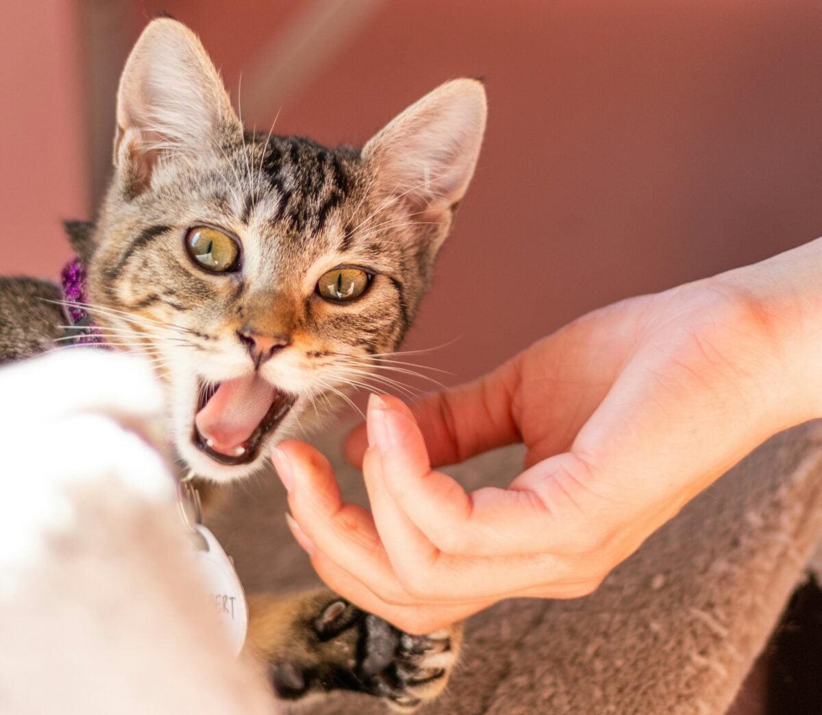 cat with mouth open near a hand that is trying to pet it