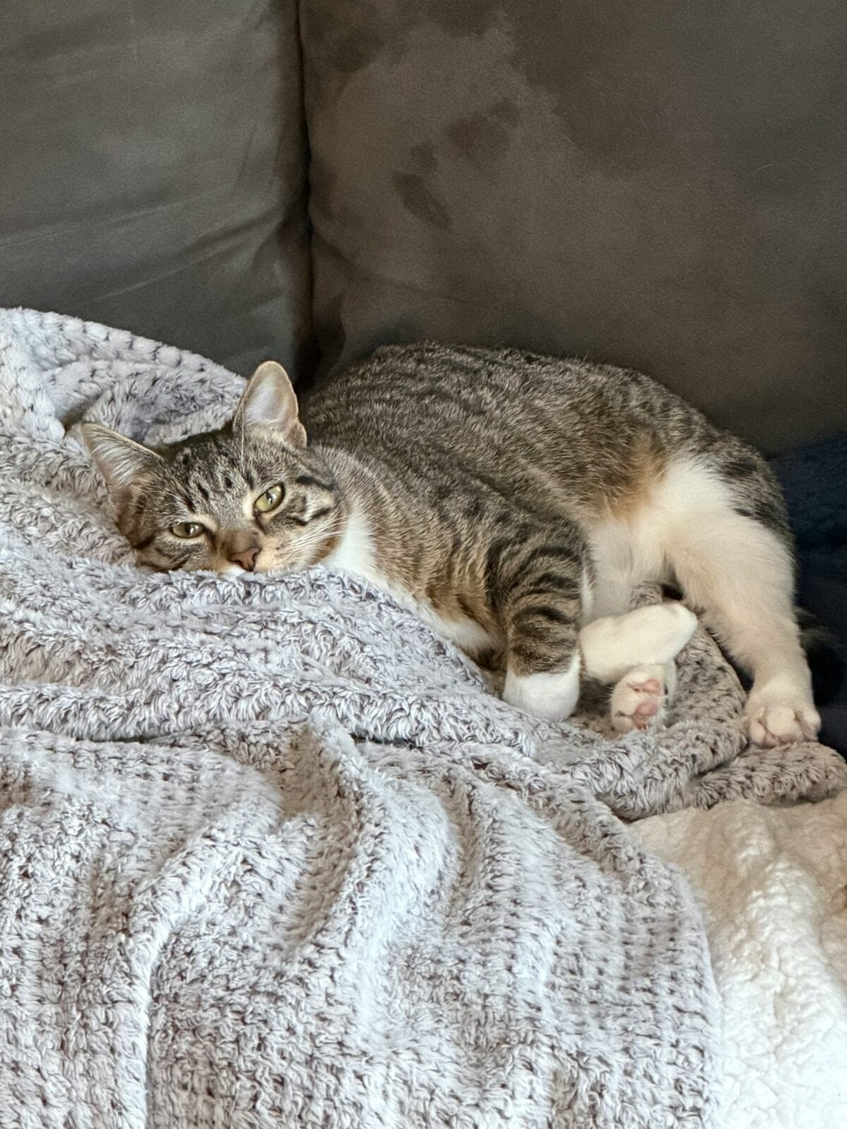 tabby cat rests on the couch