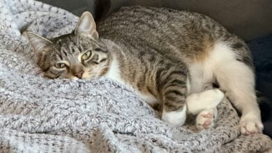tabby cat rests on the couch