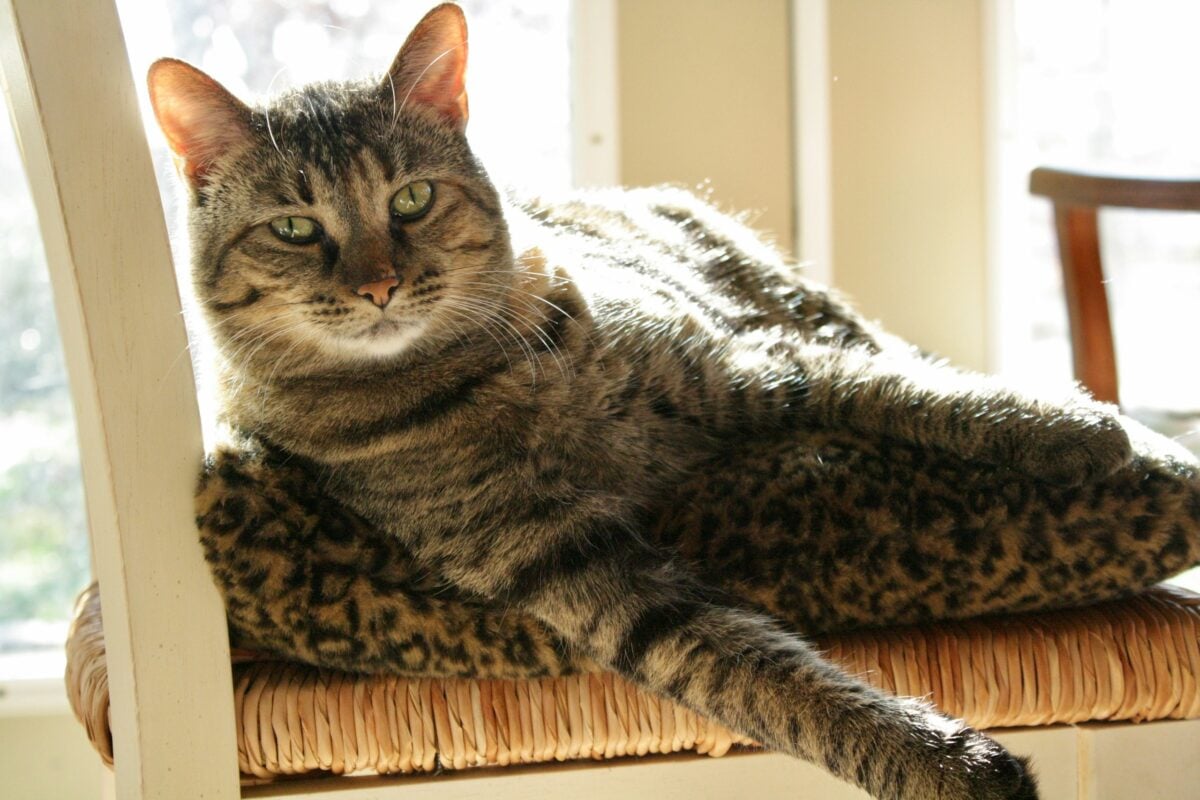 Beautiful cat on chair in the sun.... chillaxin