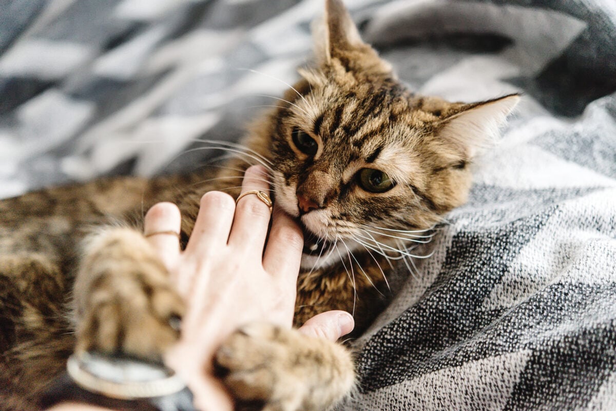 beautiful cute cat softly bites a hand