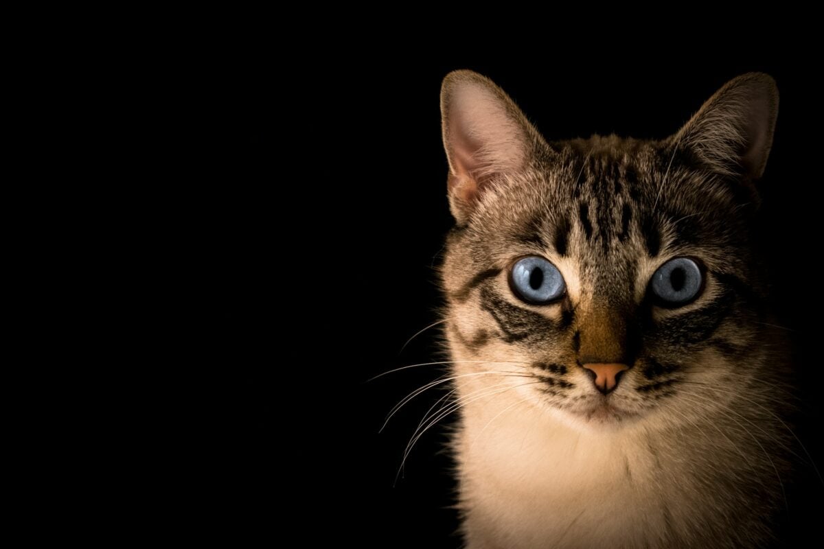 Blue-eyed cat portrait, cat in the dark