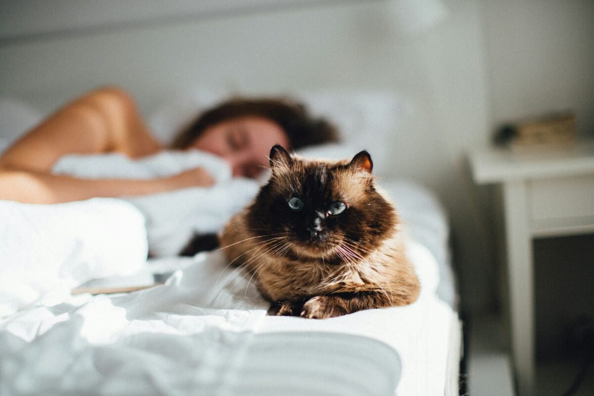 Brown cat staring while person is asleep on a bed