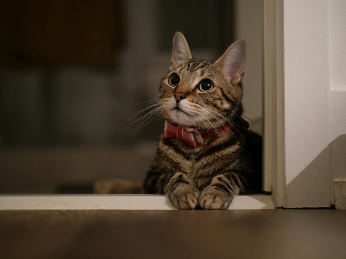 Tabby cat wearing a bowtie looking through a door.
