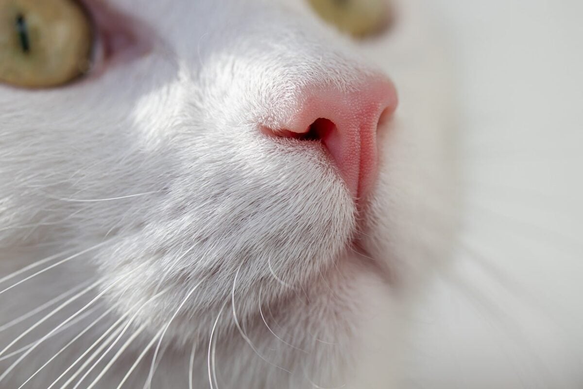 Close up of a cat nose