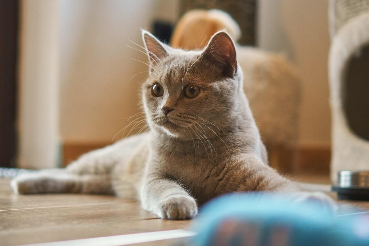 cat, cute, small, infant, young, pet, animal, domestic animal, fur, soft, gray, eyes, ears, nose, mouth, domestic cat, nature, playful, cat baby, cozy, cat face, puss, toy, to play