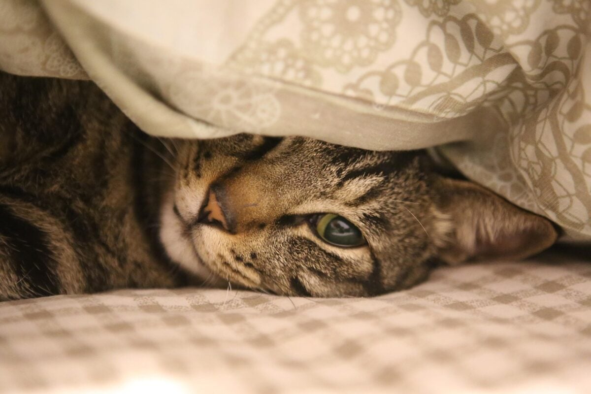 cat, feline, bed, pet, nature, animal, domestic cat, domestic animal