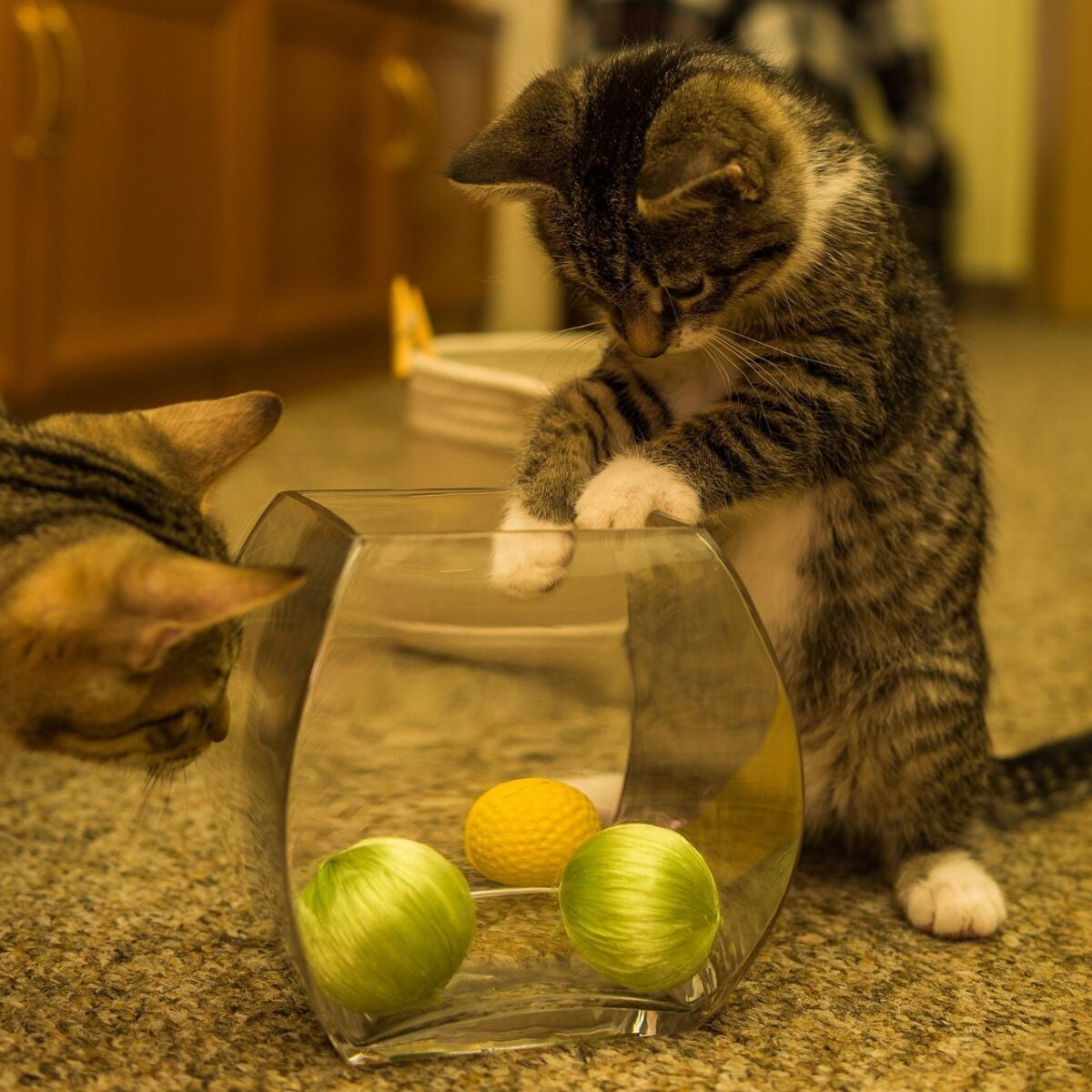 Cute cat playing.
